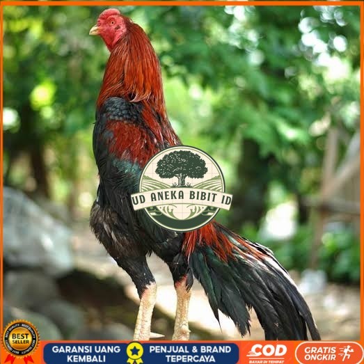 

Telur ayam bangkok pakhoy petarung aduan fertil siap ditetaskan UD ANEKA BIBIT ID