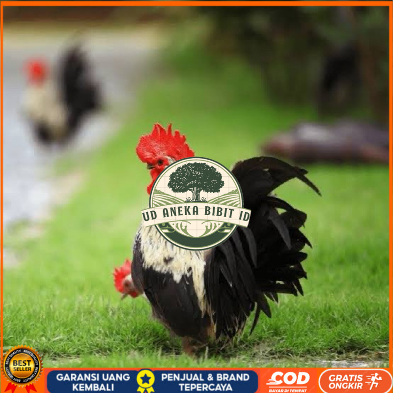 

TELUR FERTIL AYAM KATE CEPER UNTUK DITETASKAN UD ANEKA BIBIT ID