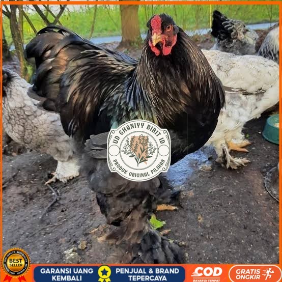 

Telur ayam brahma jumbo / telur ayam hias / telur fertil siap cod UD GHANIYY BIBIT ID