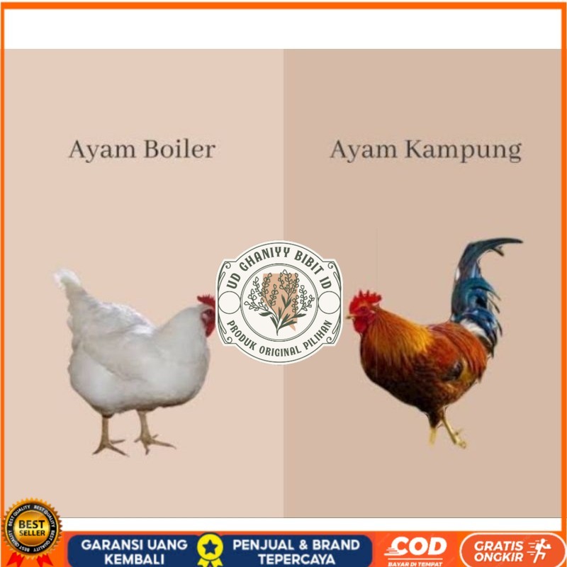 

TELUR TETAS AYAM JABRO SUPER UNTUK DI TETASKAN UD GHANIYY BIBIT ID