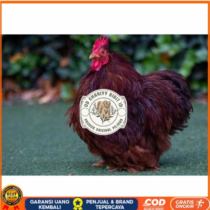 

Telur ayam hias bantam chocin fertil asli siap ditetaskan - bantam chocin UD GHANIYY BIBIT ID