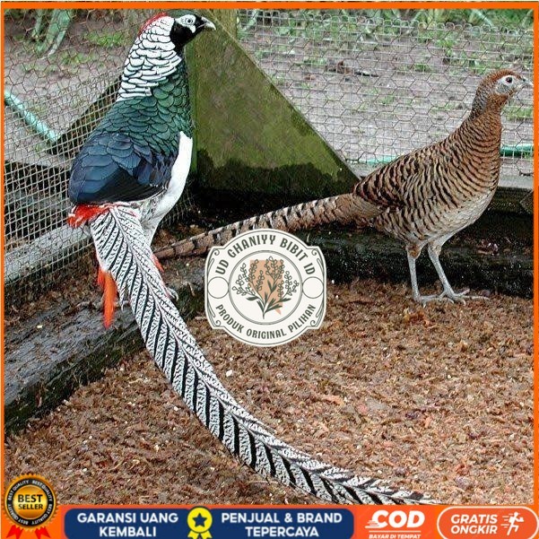 

Telur ayam hias ringneck lady amherst pheasant fertil untuk ditetaskan UD GHANIYY BIBIT ID