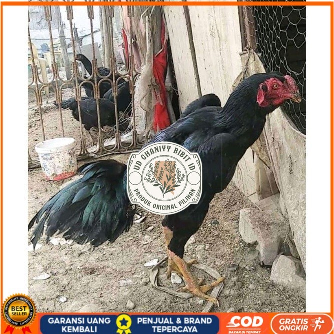 

telur ayam Shamo Japan Balck Tiger terlaris UD GHANIYY BIBIT ID