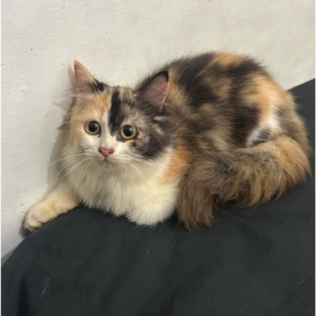 kucing anggora persia medan