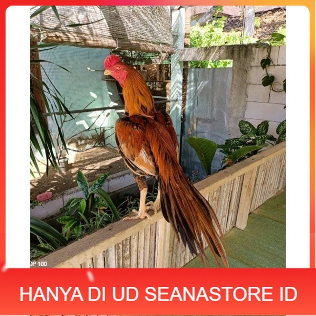 

TELUR AYAM BANGKOK EKOR LIDI UNTUK DI TETASKAN UD SEANASTORE ID