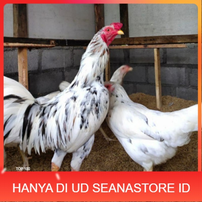 

Telur ayam fertil sensi petelur handal siap ditetaskan - ayam sensi UD SEANASTORE ID