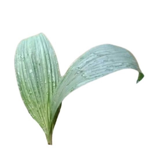 

Termurah Bahan bungkus bakcang/ bacang daun marasi jumbo