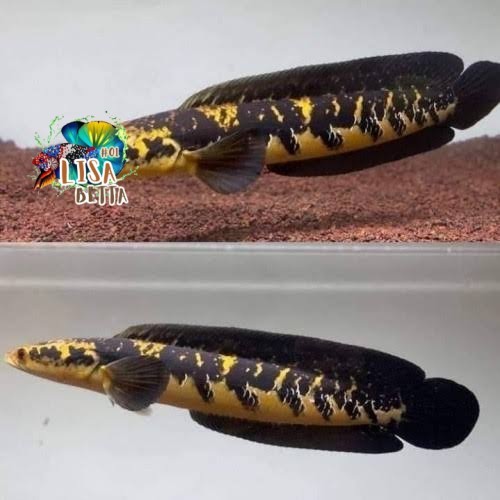 Hiasan soliter chana maru yellow sentarum 15 17 cm kebutuhan aquarium