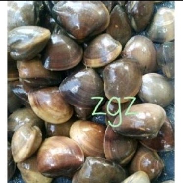 Rmis kali 'kijing air hidup 1kg