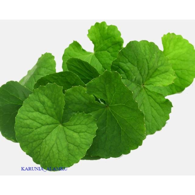

Readyy Daun pegagan atau pegangan segar 100gram antanan organik siap ambil ke kebun