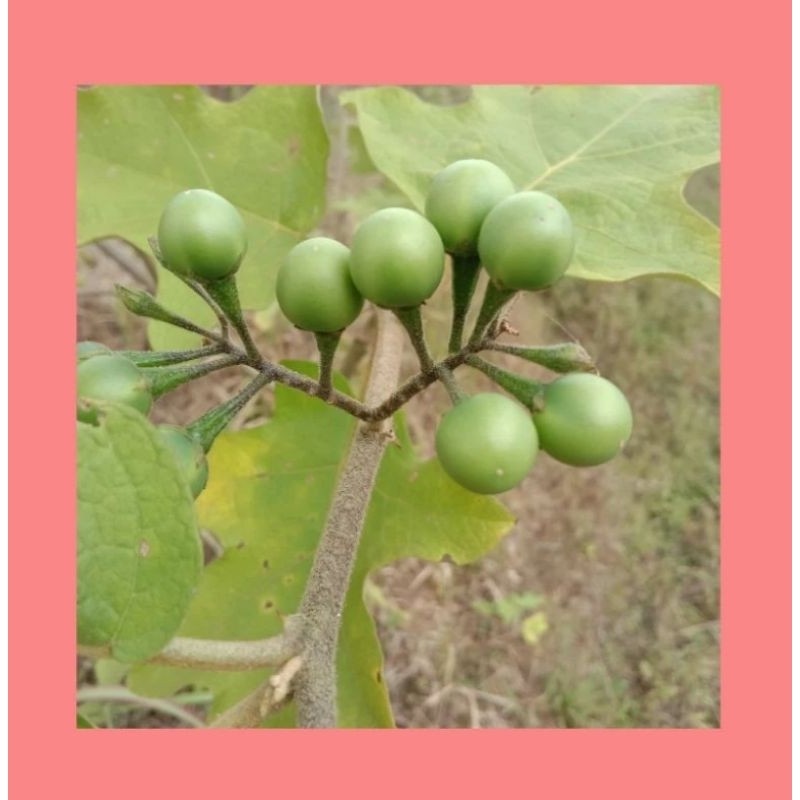 

Buah TEKOKAK/Buah CEPOKAK segar murah 100gram di ambil dadakan