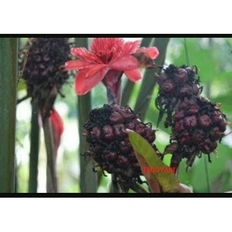 

READY Buah Honje merah /Laka Kecombrang Segar Herbal obat langsung