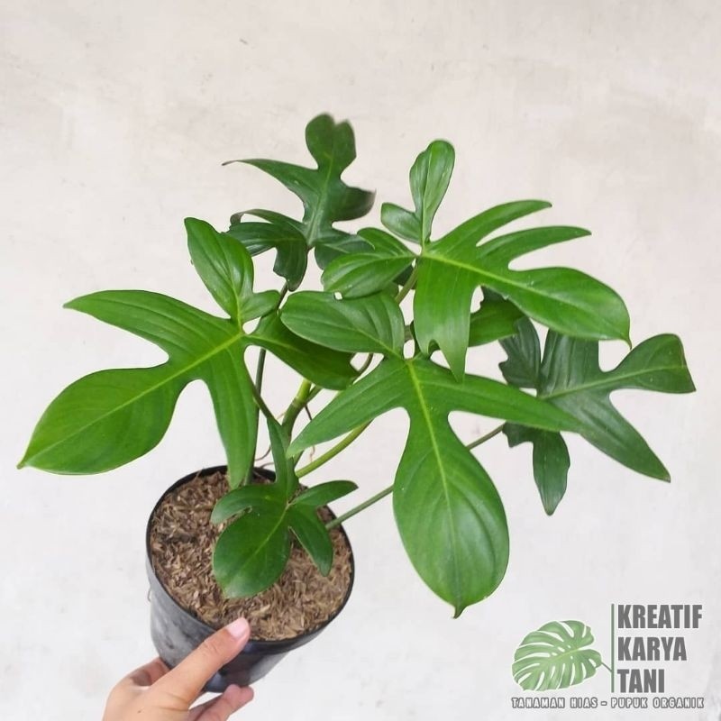 Tanaman hias philodendron merpati florida - Philodendron florida