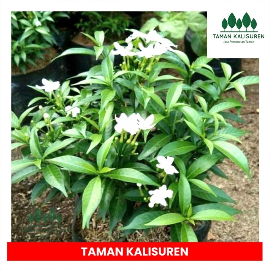 tanaman hias rombusa hijau. tanaman sabrina hijau TAMAN. KALISUREN