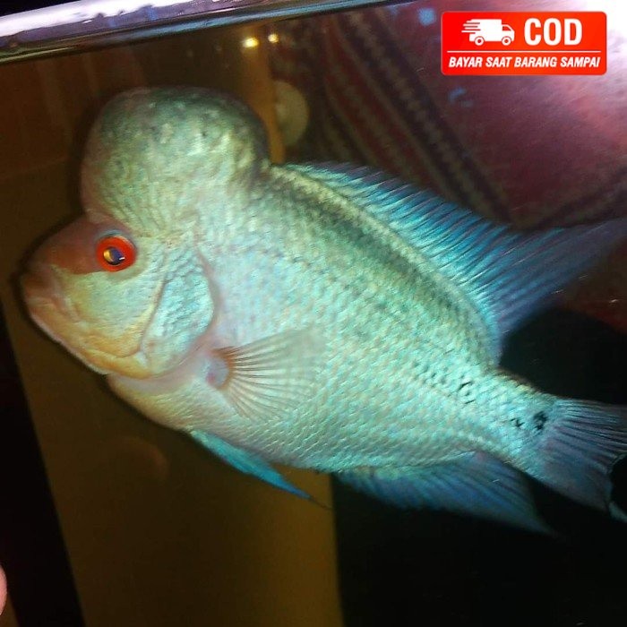 beli3bonus1 ikan louhan blue thaisilk bahan 6-7cm ORI RARE ITEM - 6-7cm