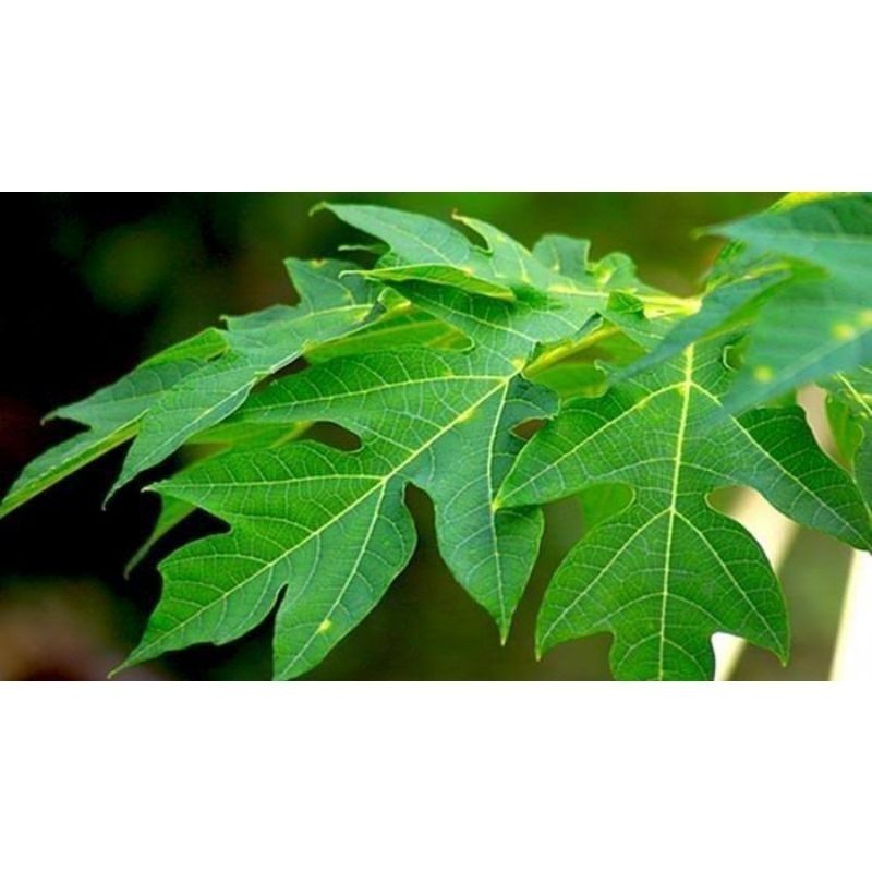 

herbal daun pepaya kondisi segar 1 kg YL