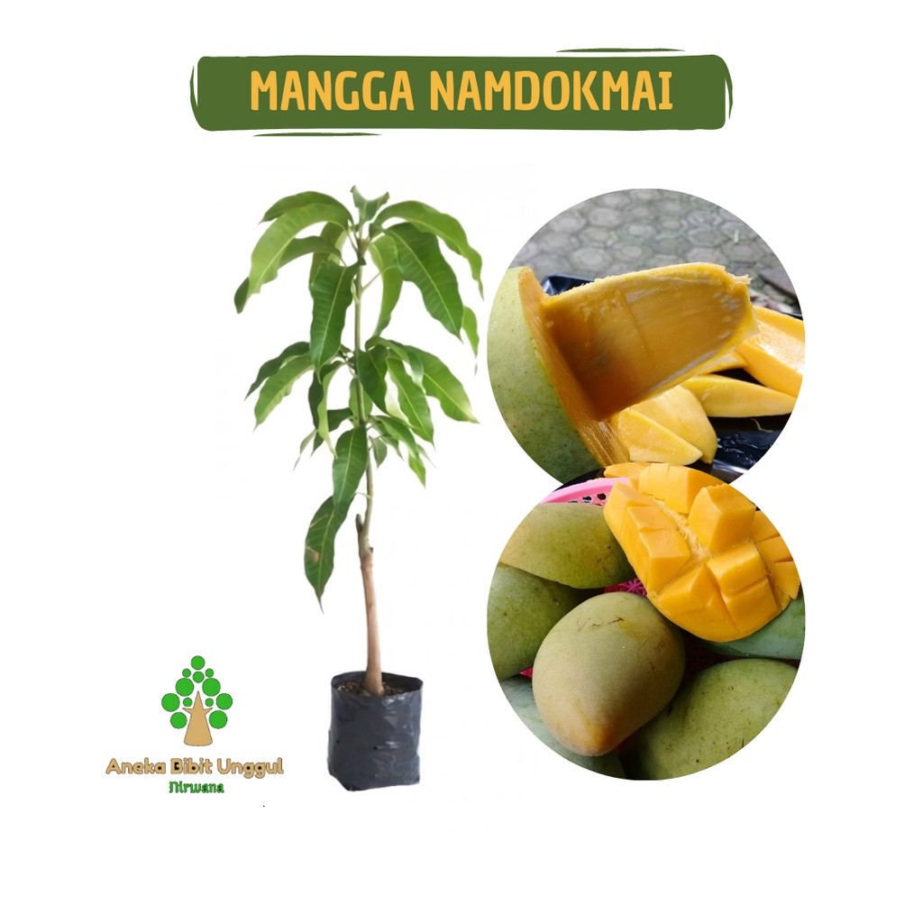 BIBIT MANGGA NAMDOKMAI -  BIBIT MANGGA THAILAND - BIBIT MANGGA THAILAND MANIS