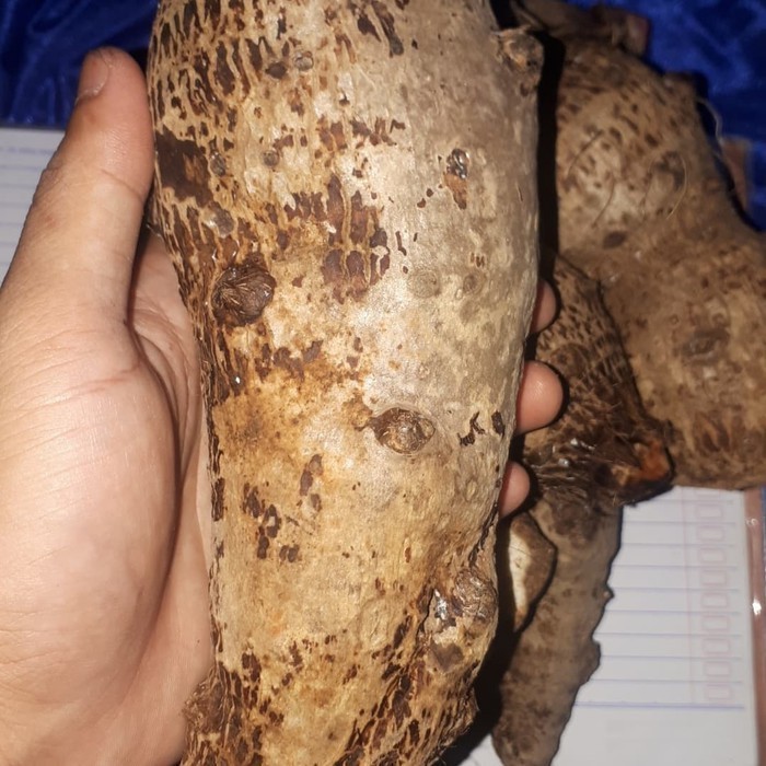 

1kg talas super /talas pulen /umbi talas Batak