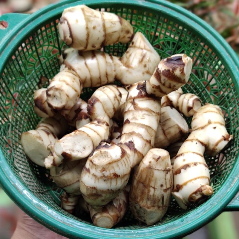

Umbi Ganyong Segar-Ganyong Merah Umbi Manis Paket 1000 Grm