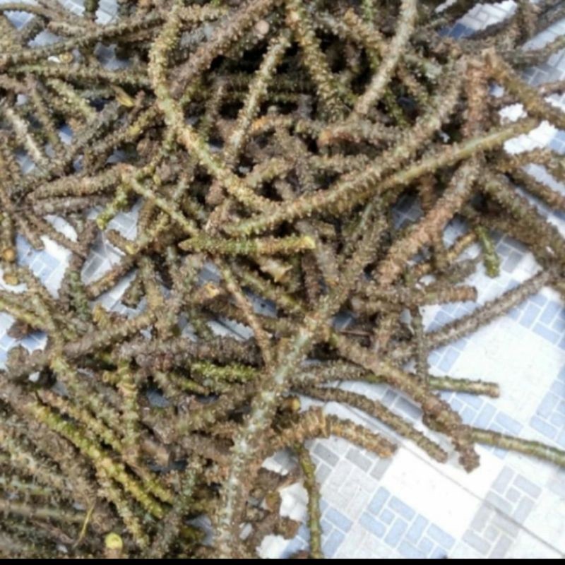 

Brotowali/Antawali/Daun Gadel/Putrawali 500 Gram