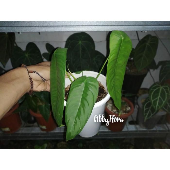 philodendron sharoniae - B