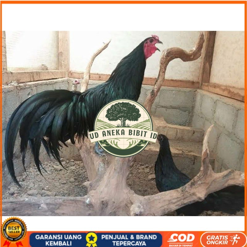 

TELUR AYAM HIAS BLACK SUMANTRA UNTUK DI TETASKAN UD ANEKA BIBIT ID