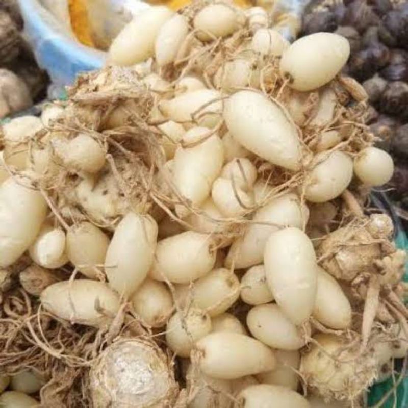 

PROMO GOMBYOK kunyit putih | TELUR KUNYIT PUTIH FRESH COD