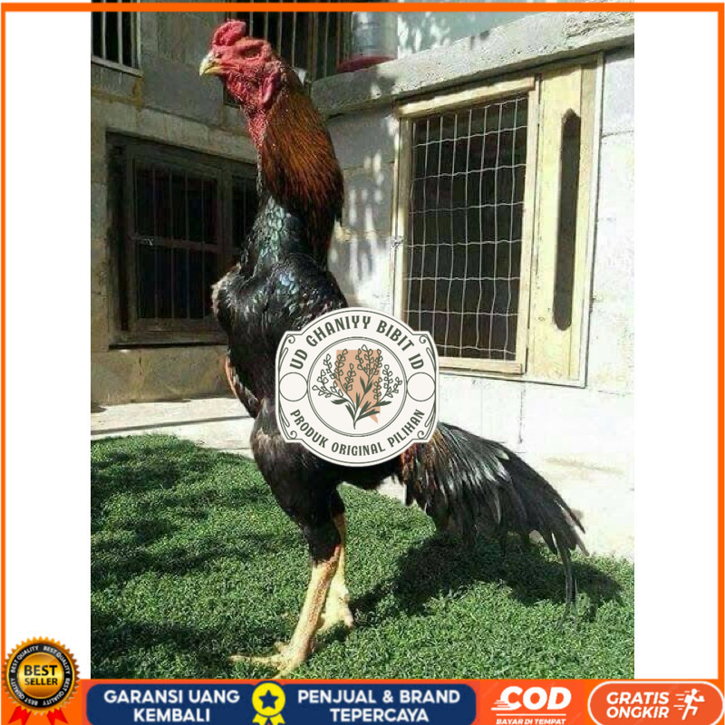 

TELUR FERTIL AYAM SHAMO JEPANG UNTUK DI TETASKAN UD GHANIYY BIBIT ID