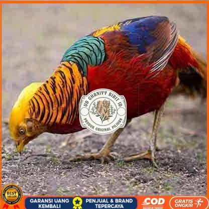 

telur ayam golden pheasant hias fertil siap ditetaskan - golden pheasant UD GHANIYY BIBIT ID