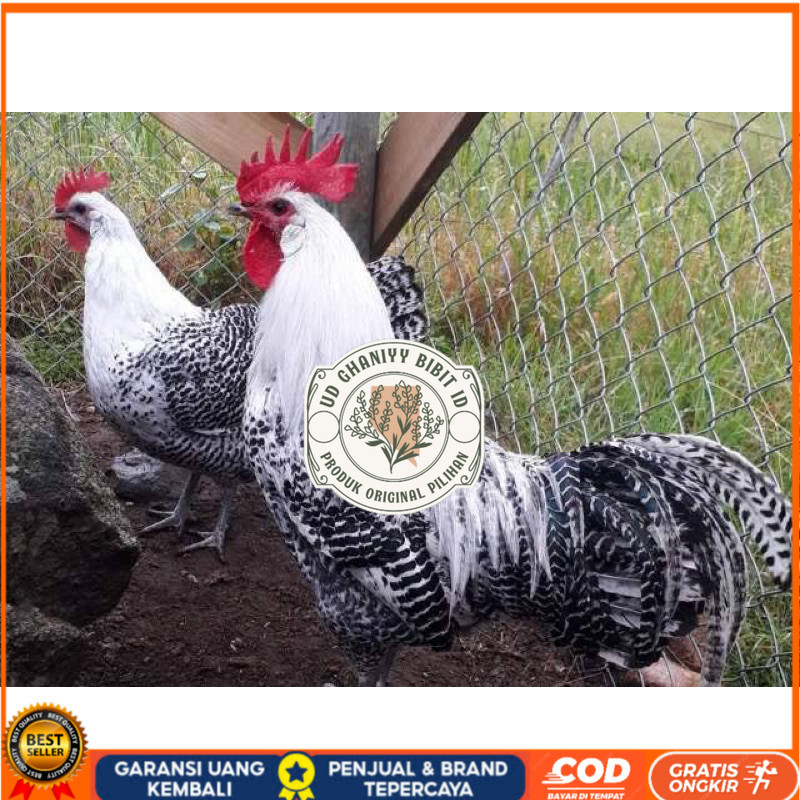 

TELUR FERTIL AYAM ARAB PETELUR HANDAL INDUKAN TERSELEKSI UNTUK DI TETASKAN UD GHANIYY BIBIT ID