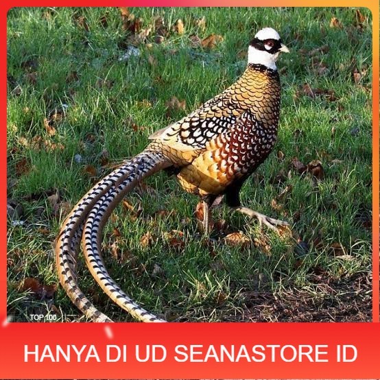 

Telur ayam hias ringneck reeves pheasant fertil untuk ditetaskan UD SEANASTORE ID
