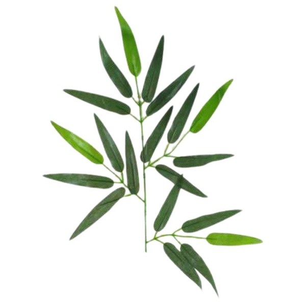 

Termurah Daun bambu kuning asli kondisi segar 100gram siap petik