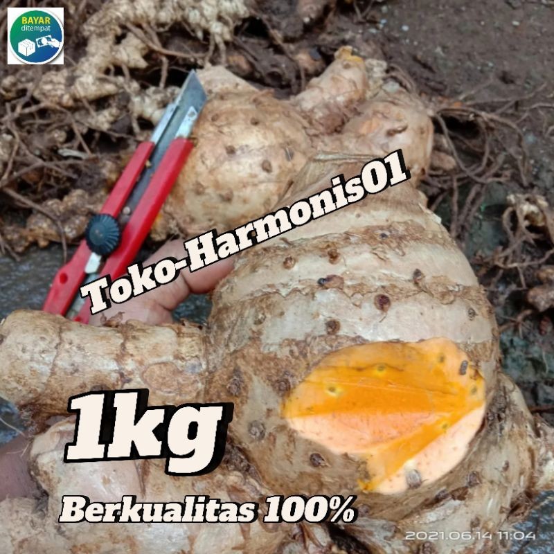 

COD Temulawak Segar 1kg Organik Termurah AF