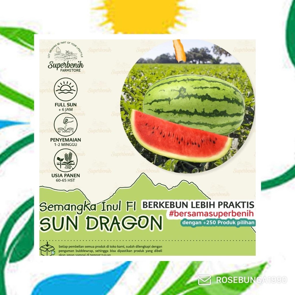 5 Benih Semangka Merah SUN DRAGON F1, semangka Inul merah berbiji