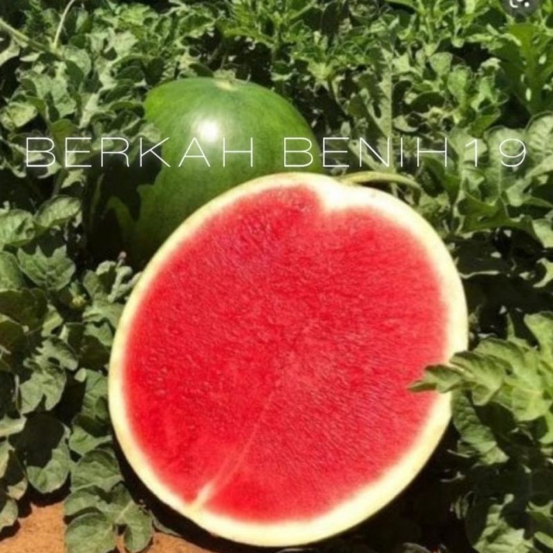 SUPERAN 100+ BENIH SEMANGKA MERAH JUMBO TANPA BIJI PREMIUM BERAT SAMPAI -+10KG BIBIT BUAH UNGGUL