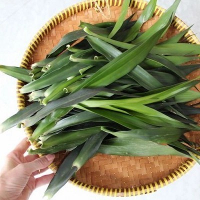 

Daun suji segar pewarna alami di ambil dadakan 10 LEMBAR
