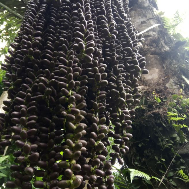 

bunga aren segar baru di ambil 1 kg