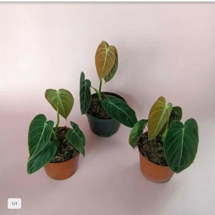 tanaman hias philodendron milano
