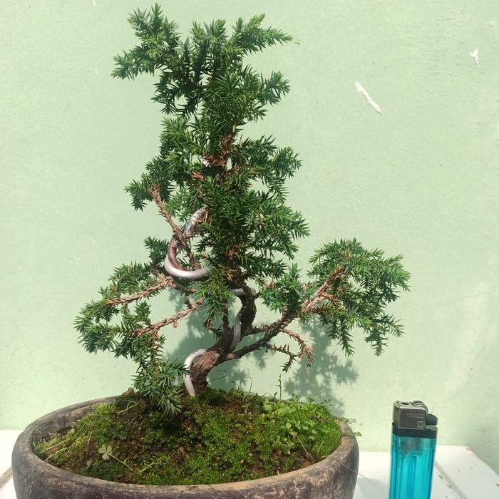 bonsai mame Cemara pua duri
