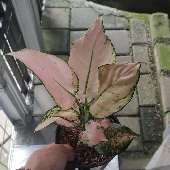 aglonema pink yulia