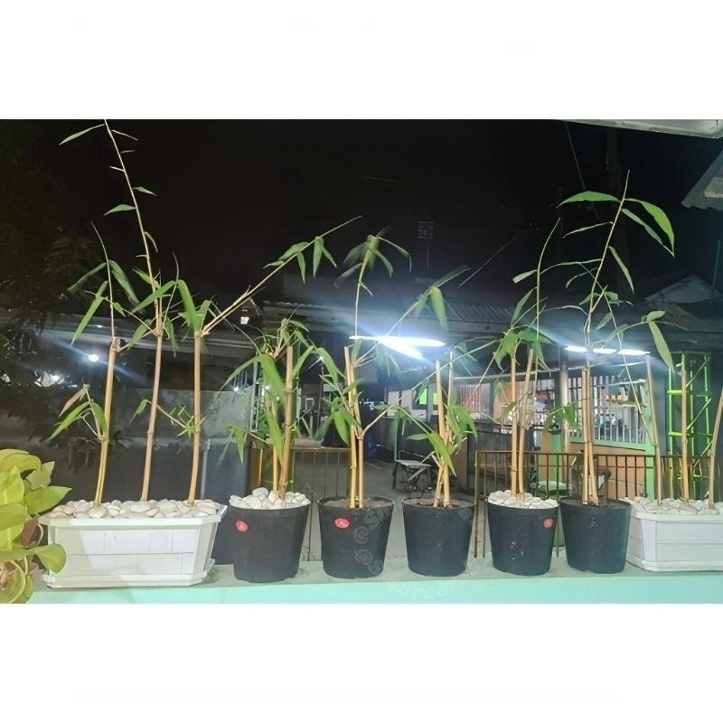 

Murah!!. Tanaman hias bambu kuning 100cm(5pcs)/Bambu kuning sudah tunas dan berakar