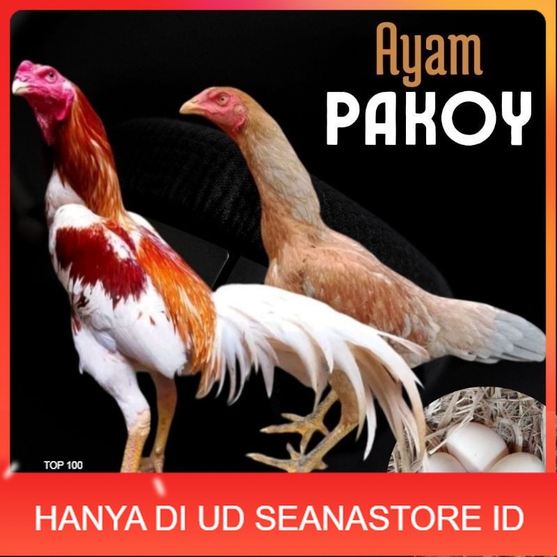 

telur ayam pakhoy ori thailand petarung untuk di tetaskan UD SEANASTORE ID