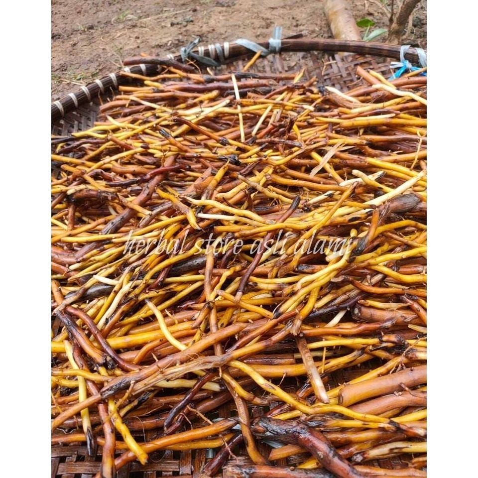 

herbal akar pohon aren/akar aren segar sudah bersih