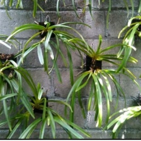 ANGGREK RETUSA EKOR TUPAI (2) + PAPAN PAKIS + KAWAT GANTUNG