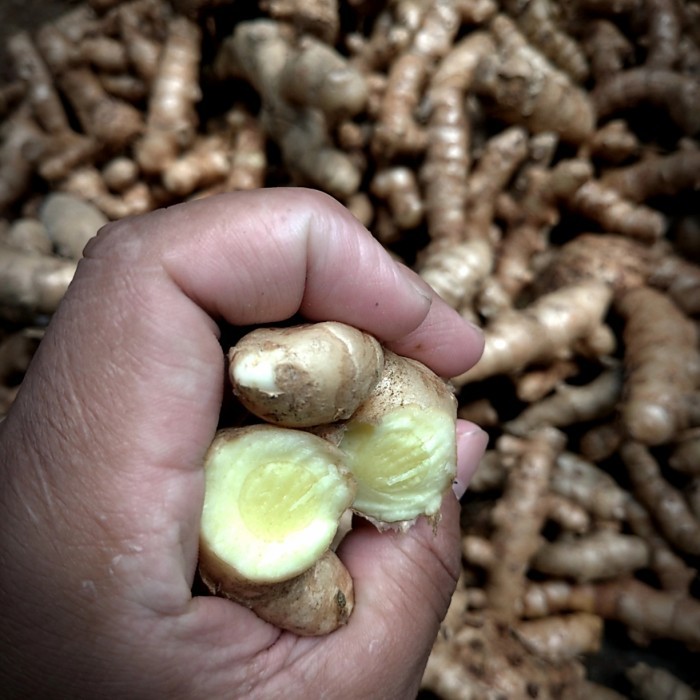 Temu Mangga Segar Kunir Mangga Segar Temu Putih Asli - 1/2 kg
