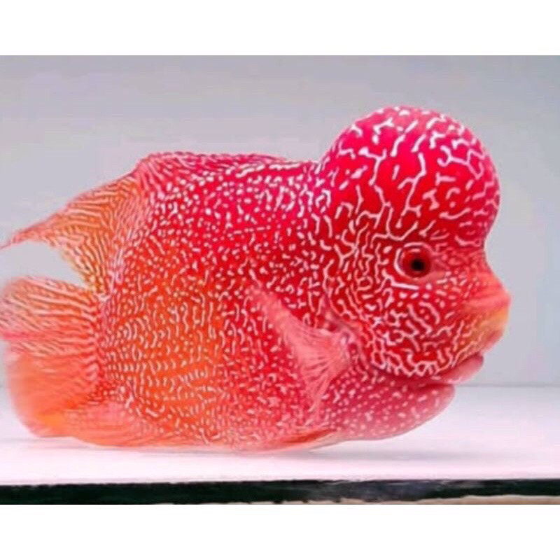 beli3bonus1 Louhan burayak Golden base.