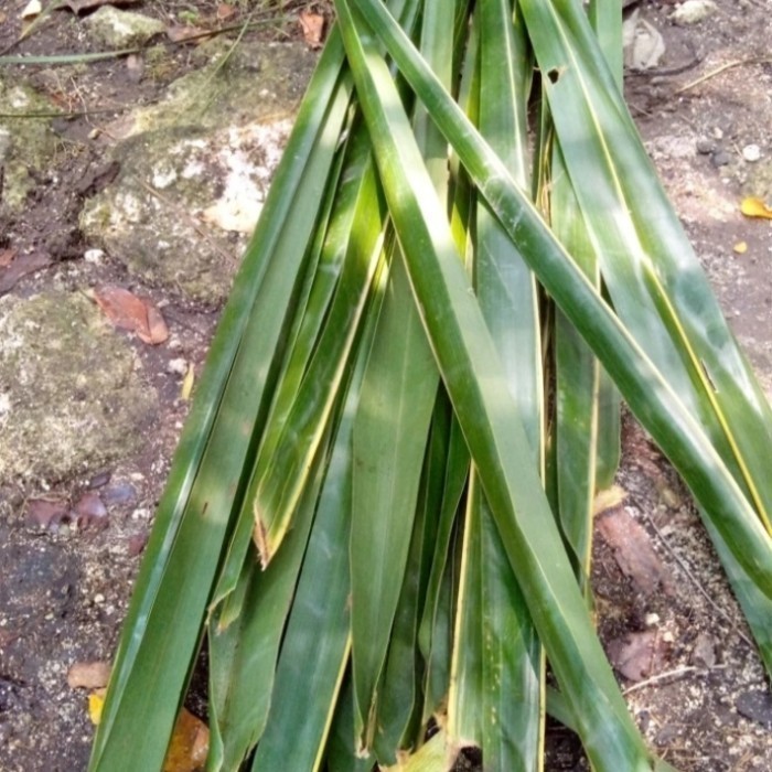 

Daun Baralak /daun pohon Kelapa Tua Untuk kerajinan Tangan