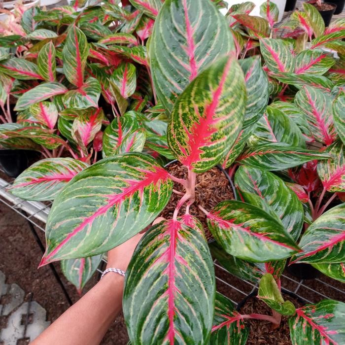 aglonema red borju dewasa
