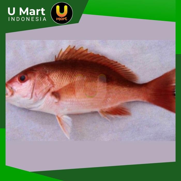 

U Mart - Ikan Kakap Merah Segar 1 kg Fresh
