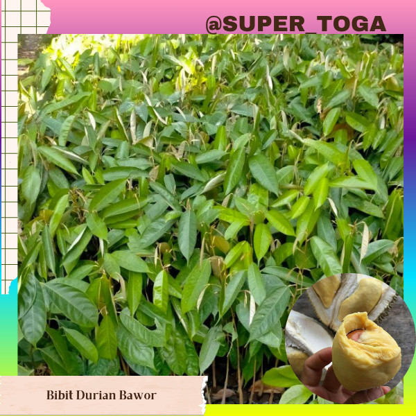 termurah bibit durian bawor cepat berbuah atau bibit durian montong banyumas